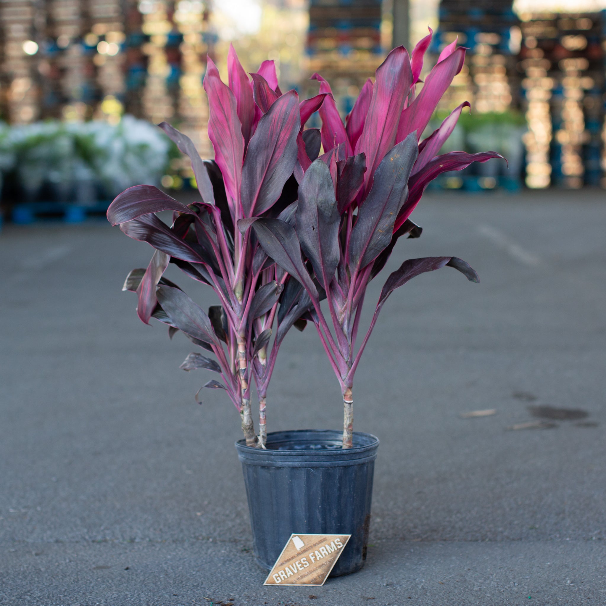 Cordyline – Graves Farms