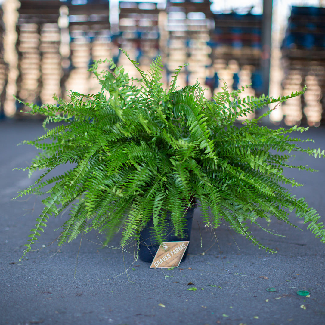 Boston Fern – Graves Farms