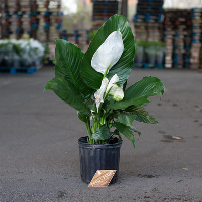 Peace Lily Plant-Spathiphyllum