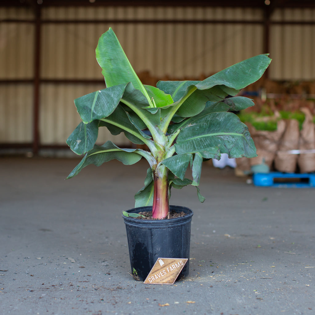 Banana Plant – Graves Farms
