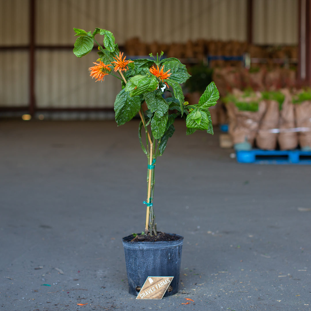 Orange Firecracker - Mexican Honeysuckle – Graves Farms