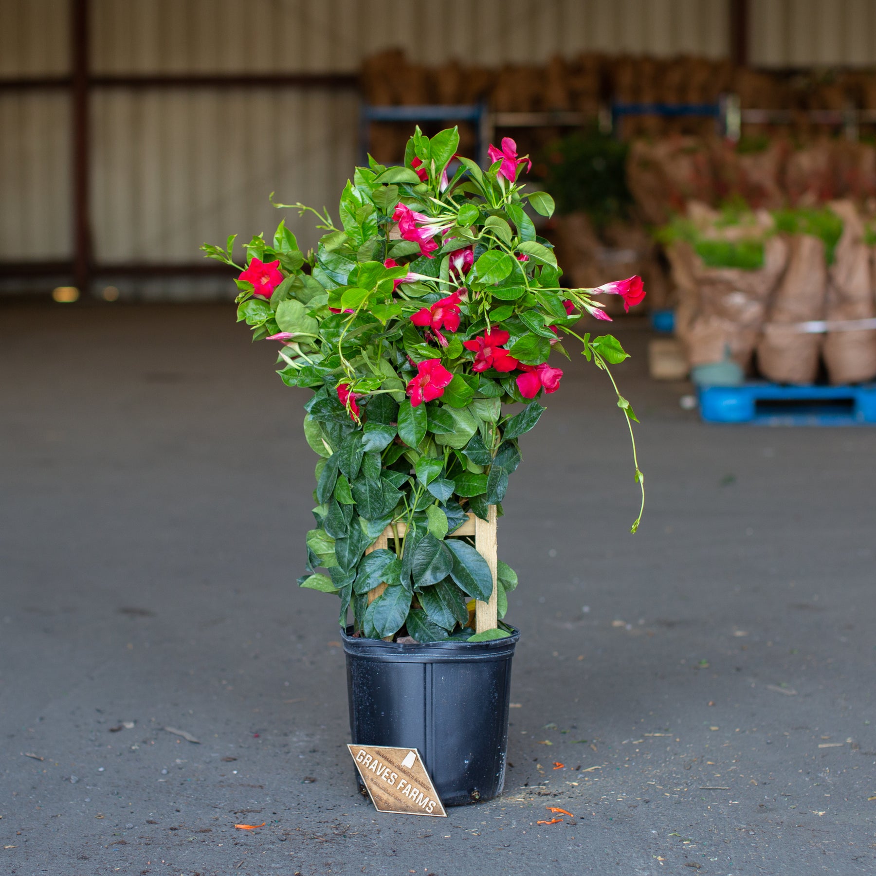 mandevilla plant trellis Mandevilla