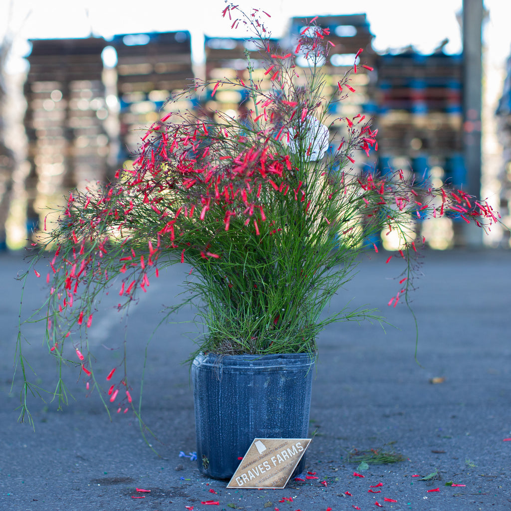 Red Firecracker – Graves Farms