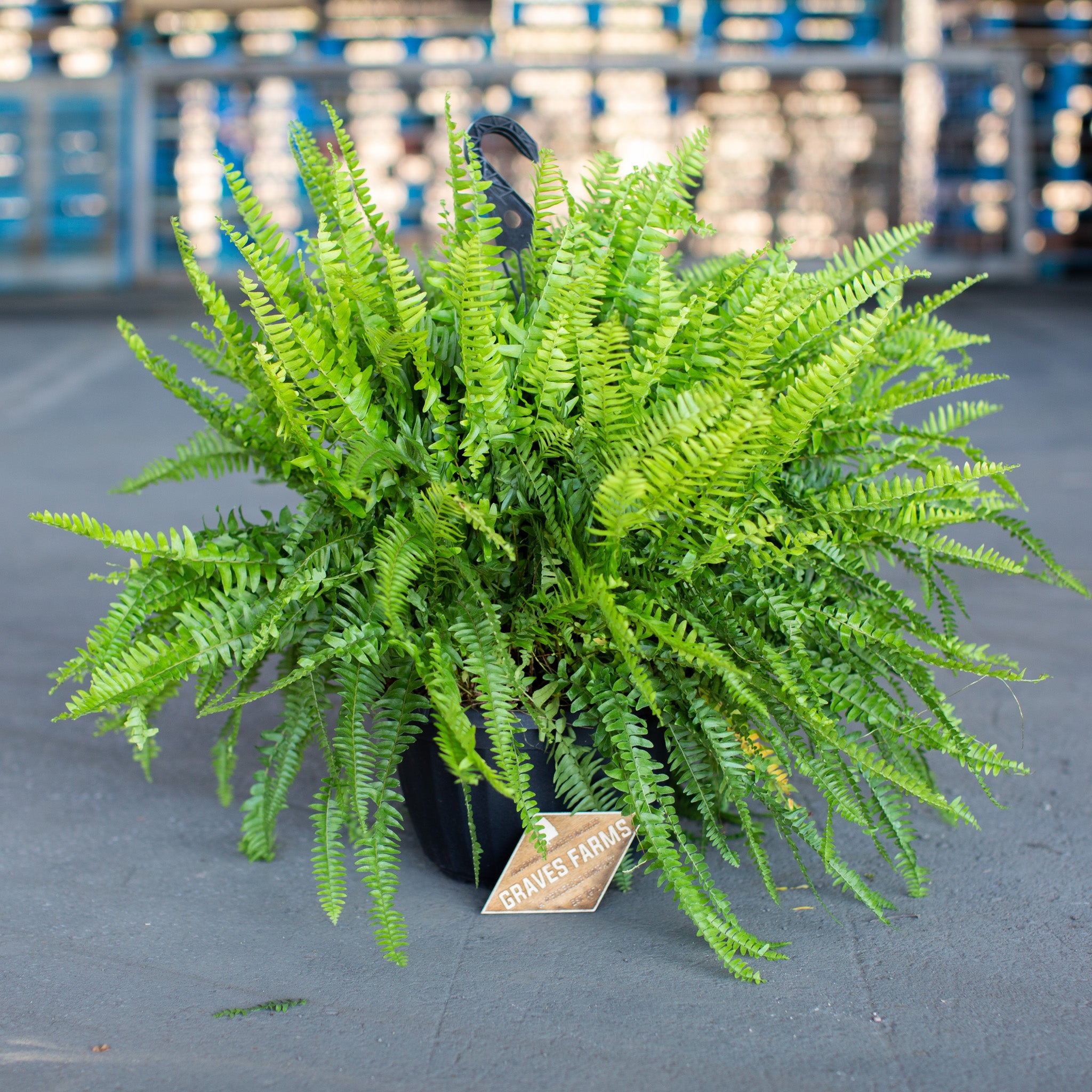 Boston Fern – Graves Farms